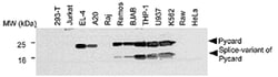AdipoGen anti-Asc, pAb (AL177),Polyclonal Antibody, Quantity: Each of 1