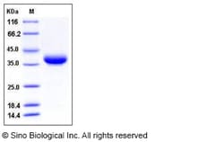 Sino Biological Recombinant Mouse JAM-2/JAM-B Protein (His Tag), Quantity: