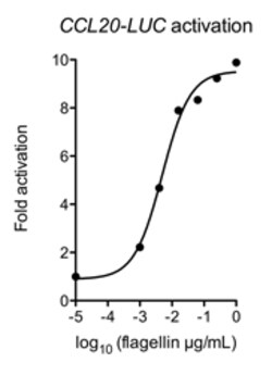 AdipoGen Flagellin,Protein. Source: Salmonella typhimurium, Quantity: Each