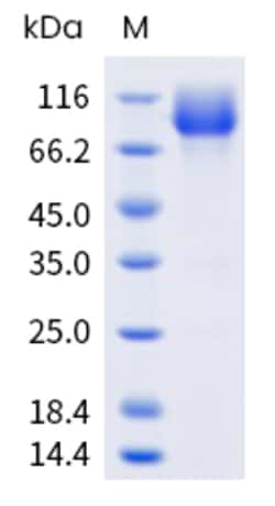 Sino Biological Mouse CD55 Protein 1MG (Sino Biological), Quantity: Each