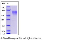 Sino Biological Recombinant Mouse CD55/DAF Protein (His Tag), Quantity: