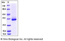 Sino Biological Recombinant Mouse EGFL7 Protein (His Tag), Quantity: Each