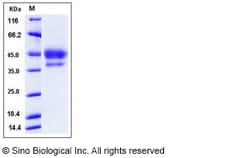 Sino Biological Mouse EGF / Epidermal Growth Factor Protein (Fc Tag) 100ug,