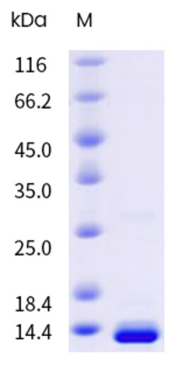 Sino Biological&nbsp;Recombinant Mouse S100A4 Protein (His & AVI Tag), Avi-tag Biotinylated, HPLC-verified 20 µg