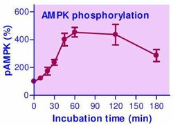 Bioassay Systems EnzyFluo AMPK Phosphorylation Assay Kit. For quantitative
