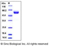 Sino Biological Recombinant Mouse CTLA-4 Protein (ECD, hFc Tag), HPLC-verified,