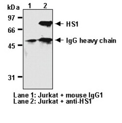 MBL International Corporation Anti-HS1 (Human) mAb (Monoclonal Antibody),