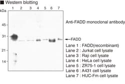 MBL International Corporation Anti-FADD (Human) mAb (Monoclonal Antibody),