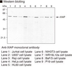 MBL International Corporation Anti-XIAP (MIHA/ILP-a) (Human) mAb (Monoclonal