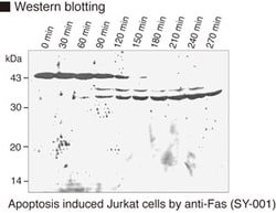 MBL International Corporation Anti-Caspase-9 (Human) mAb (Monoclonal Antibody),