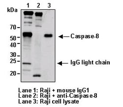 MBL International Corporation Anti-Caspase-8 (Human) mAb (Monoclonal Antibody),
