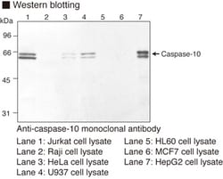 MBL International Corporation Anti-Caspase-10 (Human) mAb (Monoclonal Antibody),