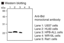 MBL International Corporation Anti-BID (Human) mAb (Monoclonal Antibody),