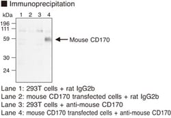 MBL International Corporation Anti-CD170 (Siglec-5) (Mouse) mAb (Monoclonal
