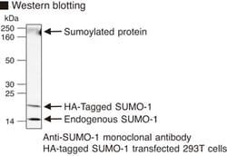 MBL International Corporation Anti-SUMO-1 (Human) mAb (Monoclonal Antibody),