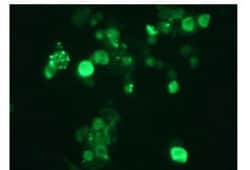 MBL International Corporation Anti-SUMO-2/3 (Human) mAb (Monoclonal Antibody),