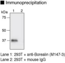 MBL International Corporation Anti-Borealin (Human) mAb (Monoclonal Antibody),