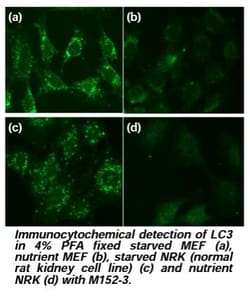 MBL International Corporation Anti-LC3 (Human) mAb (Monoclonal Antibody),