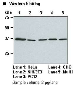 MBL International Corporation Anti-GAPDH mAb (Monoclonal Antibody), Quantity: