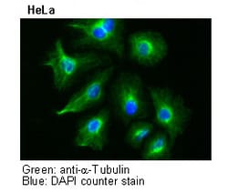 MBL International Corporation Anti-alpha-Tubulin mAb (Monoclonal Antibody),