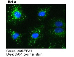 MBL International Corporation Anti-EEA1 mAb (Monoclonal Antibody), Quantity: