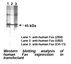 MBL International Corporation Anti-Fas (CD95) (Human) mAb (Monoclonal Antibody),