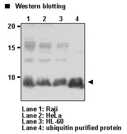 MBL International Corporation Anti-Ubiquitin mAb (Monoclonal Antibody),