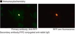 MBL International Corporation Anti-RFP pAb (Polyclonal Antibody), Quantity: