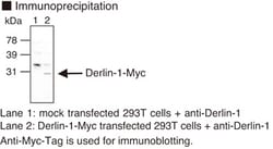 MBL International Corporation Anti-Derlin-1 pAb (Polyclonal Antibody),