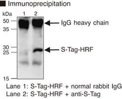 MBL International Corporation Anti-S-tag pAb (Polyclonal Antibody), Quantity: