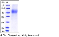 Sino Biological Recombinant Mouse CD19 Protein (ECD, His Tag), Quantity: