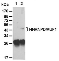 MBL International Corporation Anti-HNRNPD (AUF1) pAb (Polylclonal Antibody),