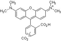Abcam 5(6)-Carbo x ytetramethylrhodamine (TAMRA), 100MG, Quantity: Each