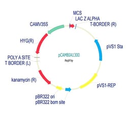 Abcam pCambia1300 Plant Expression Vector, Quantity: Each of 1