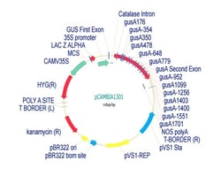 Abcam pCambia1301 Plant Expression Vector, Quantity: Each of 1