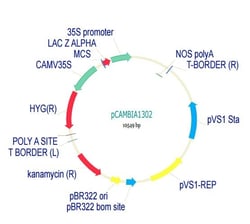 Abcam pCambia1302 Plant Expression Vector, Quantity: Each of 1