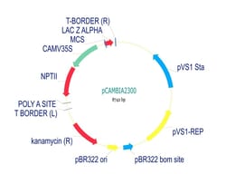 Abcam pCambia2300 Plant Expression Vector, Quantity: Each of 1