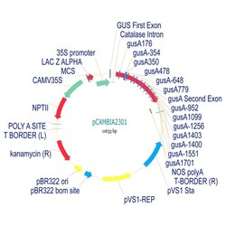 Abcam pCambia2301 Plant Expression Vector