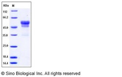 Sino Biological Mouse CD99 / PILR1 Protein (Fc Tag) 100ug, Quantity: Each