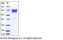 Sino Biological Recombinant Mouse CD99L2 Protein (hFc Tag), Quantity: Each