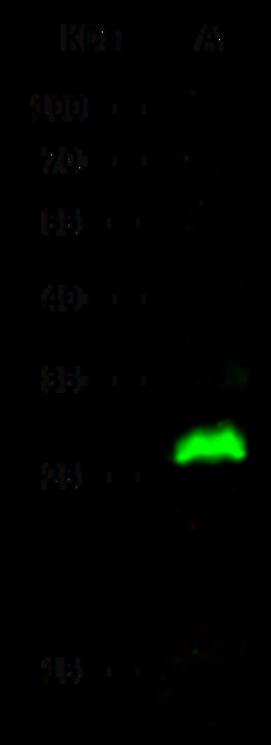 Sino Biological HPGD / 15-PGDH Antibody, Rabbit MAb 100µL, Quantity: Each
