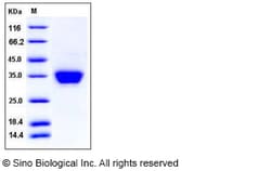 Sino Biological Recombinant Mouse ASAM Protein (His Tag), Quantity: Each