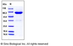 Sino Biological Recombinant Mouse Ephrin-B1 Protein (hFc Tag), Quantity: