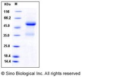 Sino Biological Recombinant Mouse Ephrin-A1 Protein (hFc Tag), Quantity: