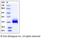 Sino Biological Recombinant Mouse Ephrin-A1 Protein (His Tag), Quantity: