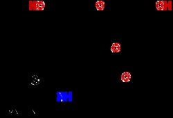 AdipoGen Fluorescein-5-thiosemicarbazide, AdipoGen Life Sciences. Chemical.