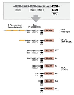 AdipoGen LPS from E. coli O55:B5 (S-form) TLRpure Sterile Solution, 1 mg,