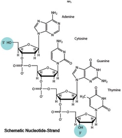 AdipoGen ODN 1668 (Type B) Endotoxin-free (sterile), 100 ug, Quantity: