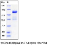 Sino Biological Recombinant Mouse Ephrin A5 Protein (hFc Tag), Quantity: