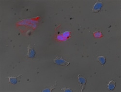 Biolegend Zombie Red Fixable Viability Kit, Quantity: Each of 1